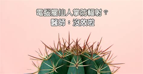 房間放仙人掌